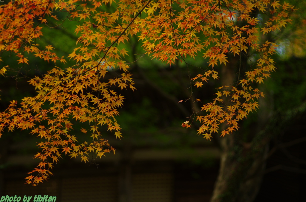 牛滝山の紅葉３