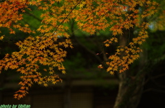 牛滝山の紅葉３