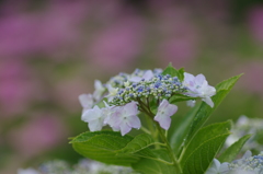 紫陽花①