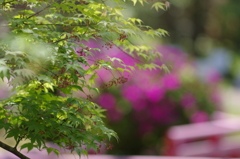 萬葉植物園①