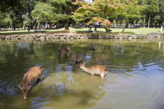 プール日和(奈良公園)