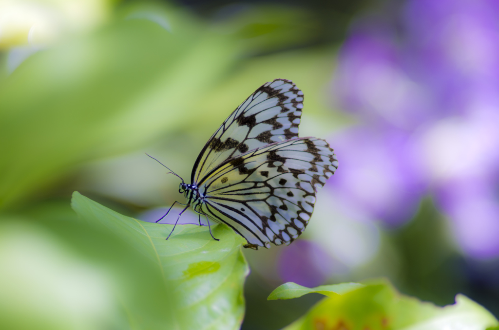 butterfly2