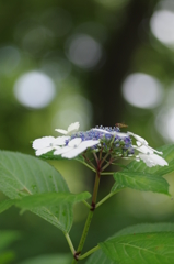 紫陽花②