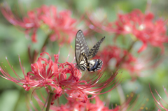 Dance on Lycoris3