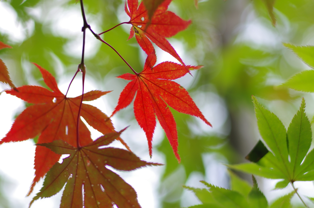 紅葉