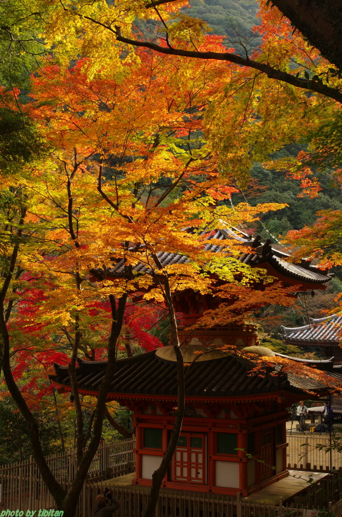 牛滝山の紅葉１