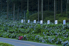 高野山の紫陽花