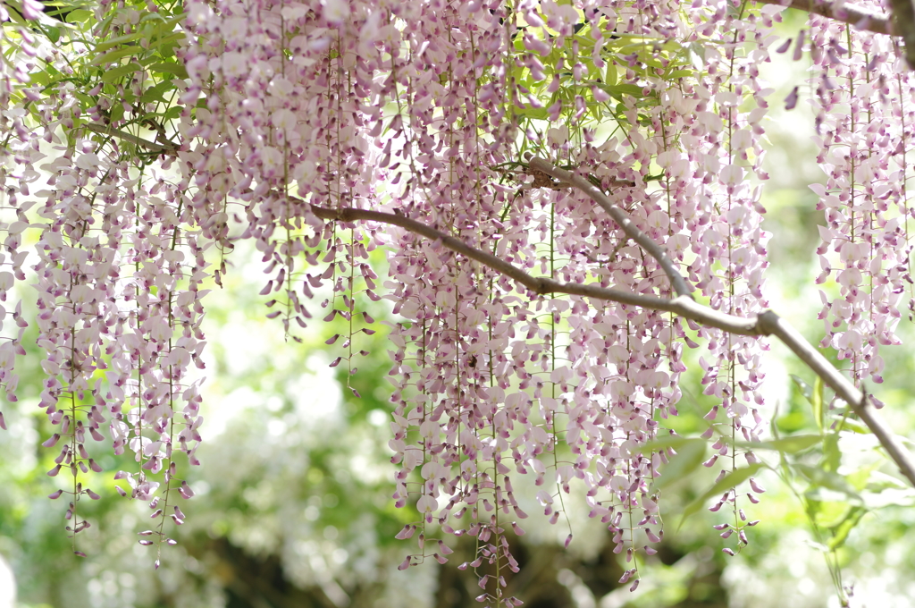 萬葉植物園③