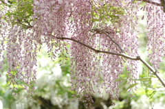 萬葉植物園③