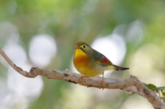 相思鳥②