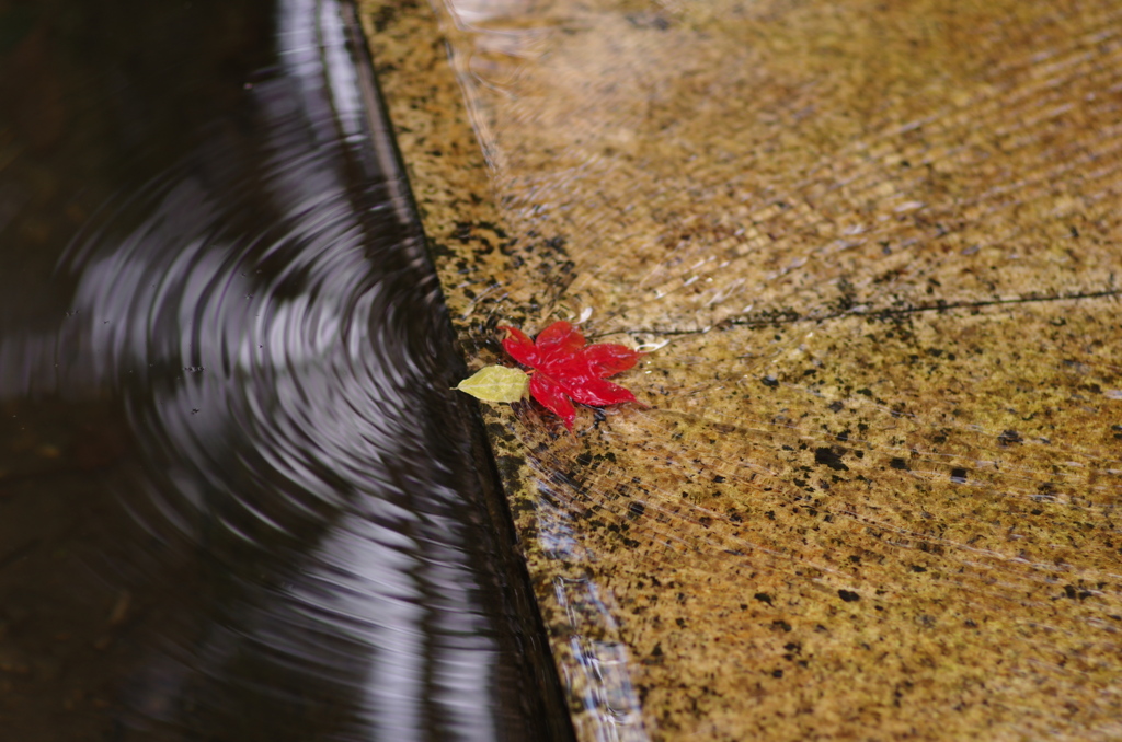 流れても紅葉