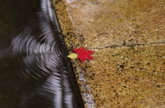 流れても紅葉