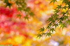 牛滝山の紅葉４