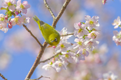 南港野鳥園３