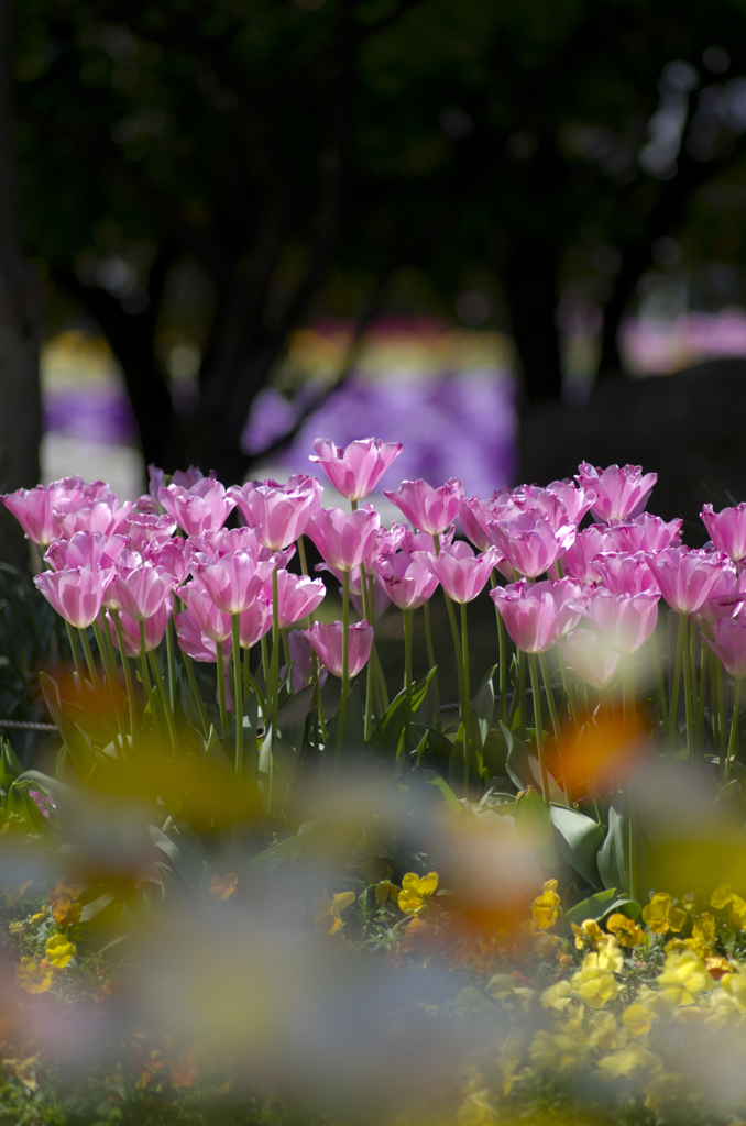 tulip
