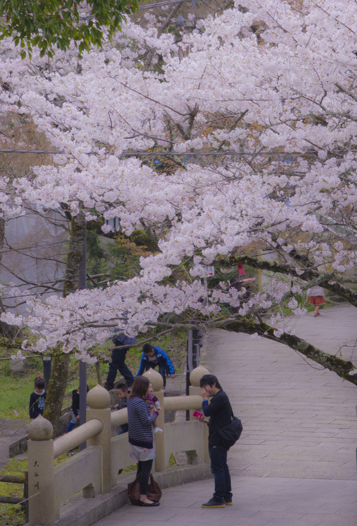 桜の下で