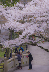 桜の下で