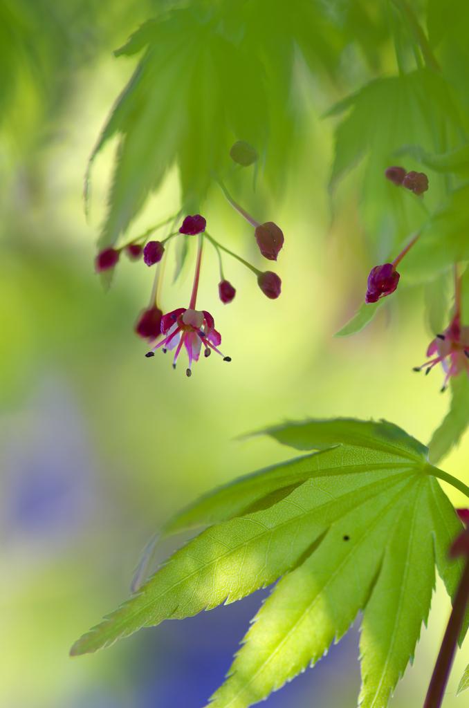 maple flower