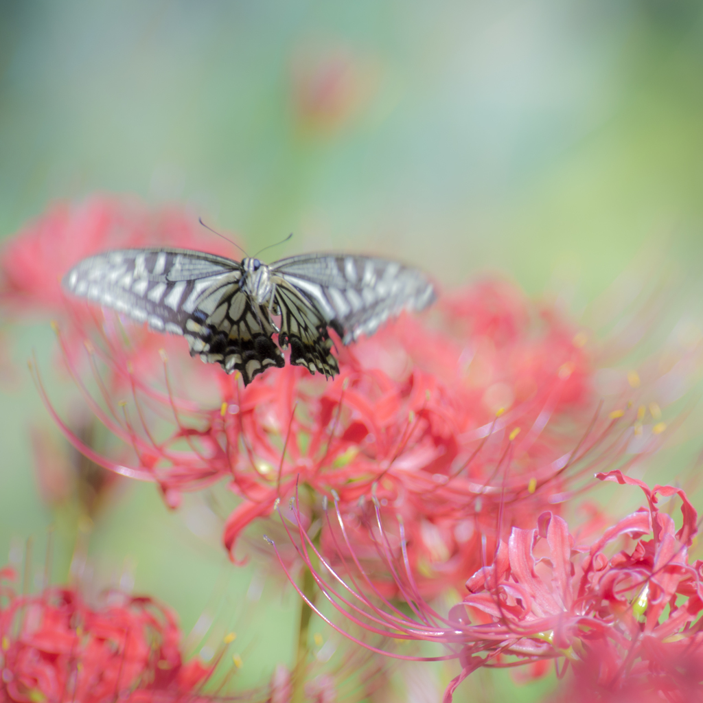 Dance on Lycoris2