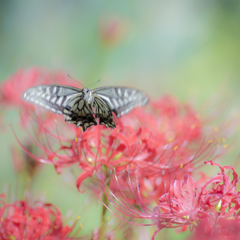 Dance on Lycoris2