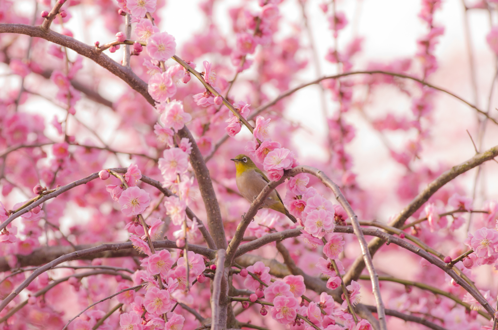 white-eye