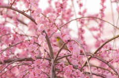 white-eye