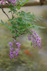 萬葉植物園④