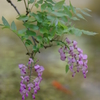 萬葉植物園④