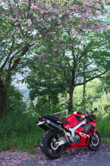 桜と(和歌山県紀の川市)