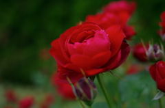 はじめての薔薇