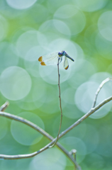 Dragon Fly