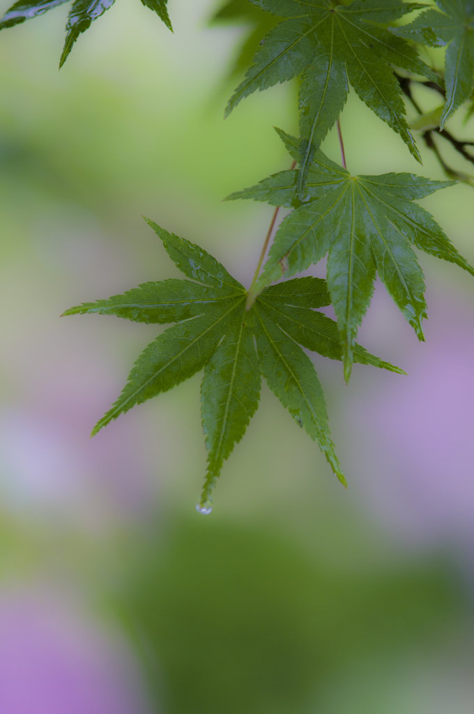 雨に濡れて③