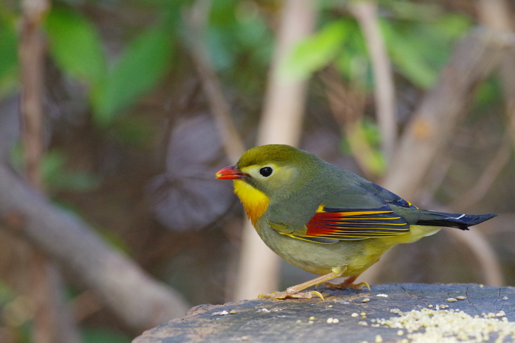相思鳥③