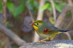 相思鳥③