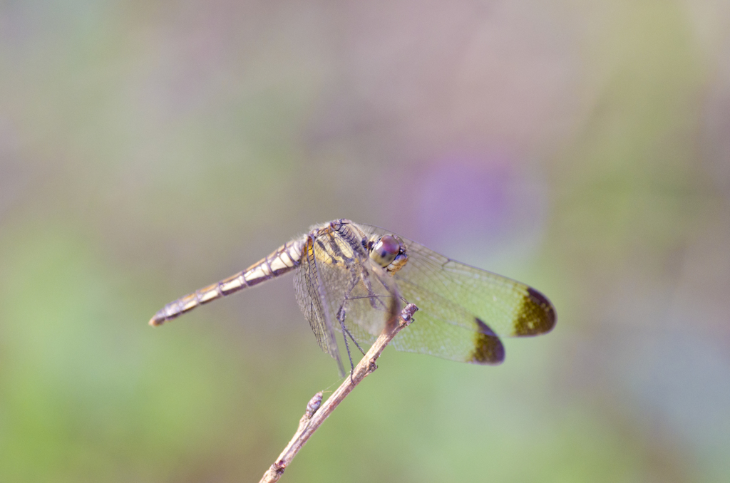 Pastel Fly