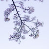 桜①