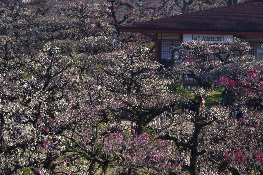 大阪城公園①