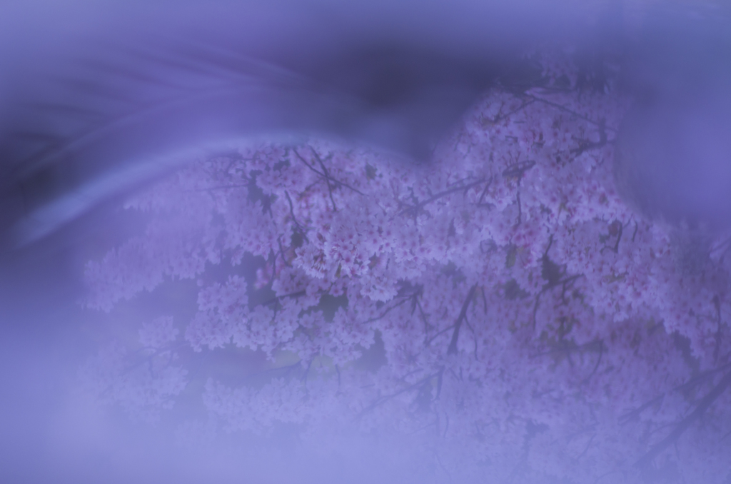 Sakura Last