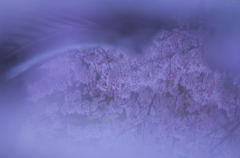 Sakura Last