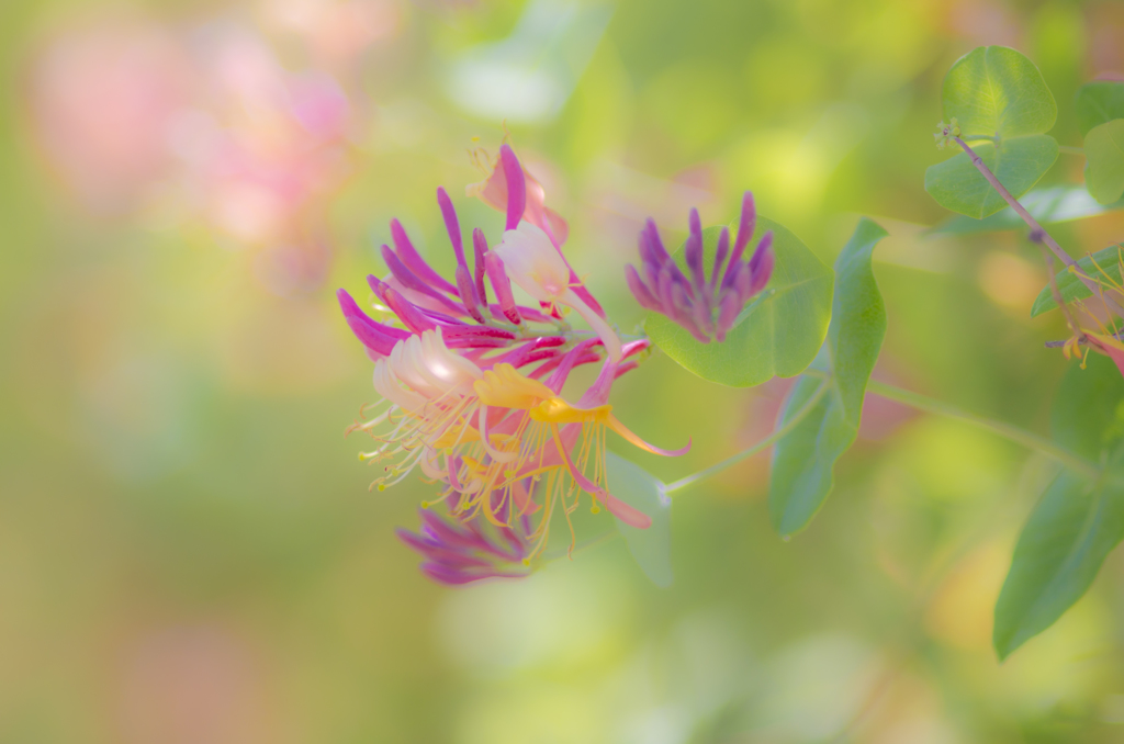 なんの花？