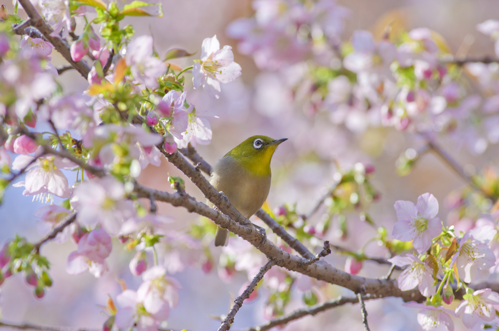 南港野鳥園４
