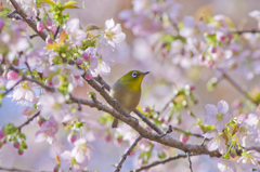 南港野鳥園４