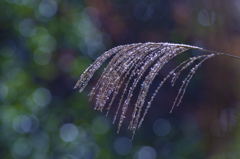 silver grass