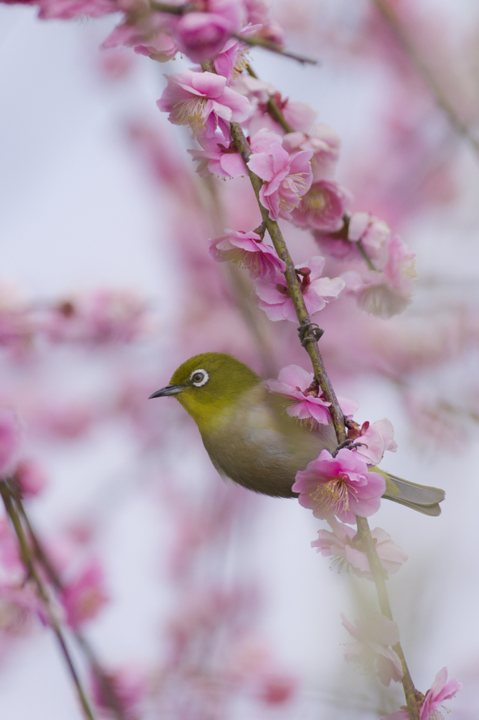 ブランコ②