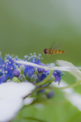 紫陽花④