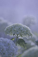 6月の雪
