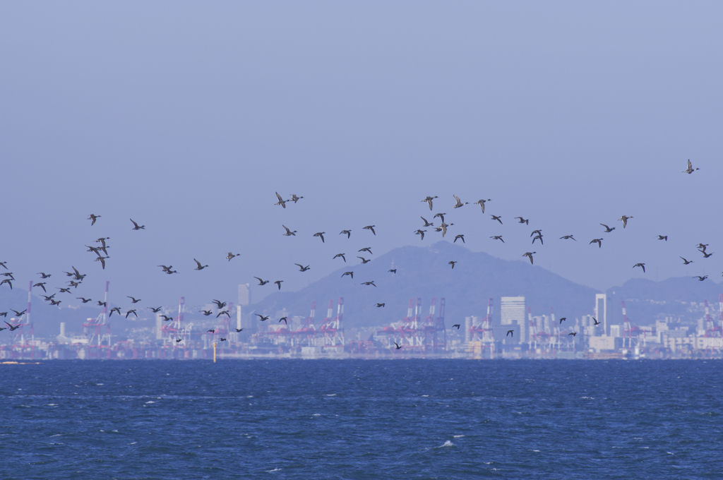 南港野鳥園２