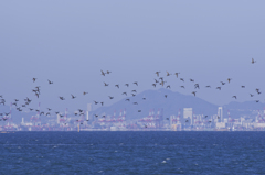 南港野鳥園２
