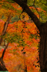 牛滝山の紅葉２