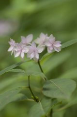 紫陽花③